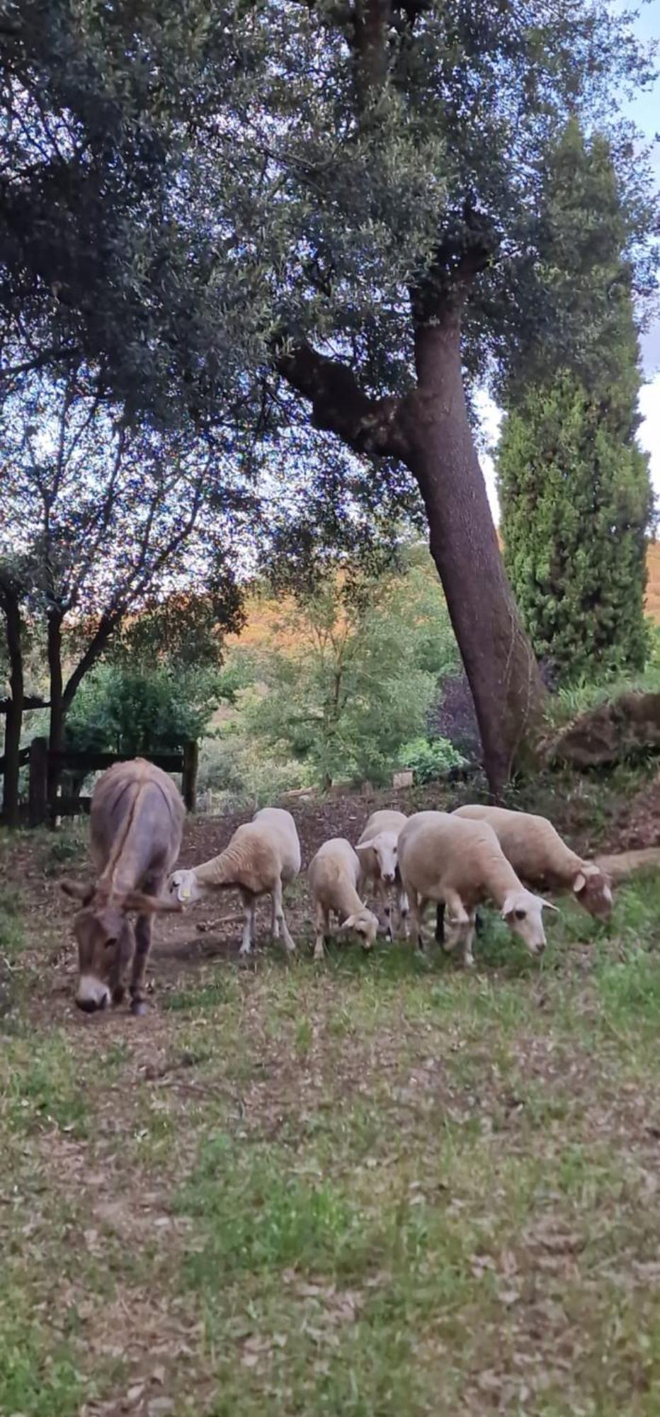 Willa El Raco Dels Mussols 2 Adri Zewnętrze zdjęcie